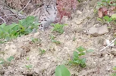 "Ormanın hayaleti" vaşak Sinop’ta ortaya çıktı
