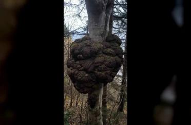 Ormanın kalbindeki ağaç yumrusu görenleri hayrete düşürdü 
