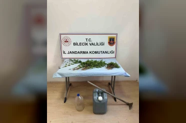 Ormanlık arazide kenevir ekimi yapan şahıs ektikleri sularken yakalandı 
