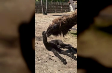 Ormanya’da doğan yavru deve için renkli kutlama 