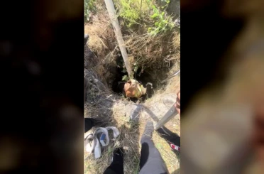 Osmaniye’de 4 metrelik kuyuda mahsur kalan buzağıyı itfaiye kurtardı 