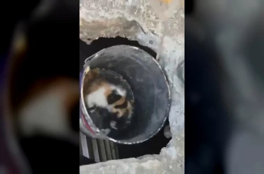 Osmaniye’de balyozla genişletilen kuyudan yavru kedi kurtarıldı 