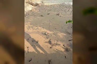 Osmaniye’de çamura saplanan kaplumbağayı itfaiye kurtardı 