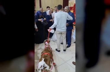 Osmaniye’de damada düğünde altın yerine buzağı verildi 
