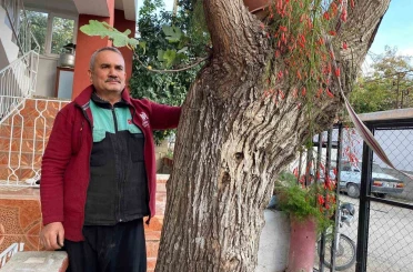 Osmaniye’de dut gövdesinden incir çıktı: Dut ağacının gövdesinde yetişip meyve veren incir ağacı şaşırttı 