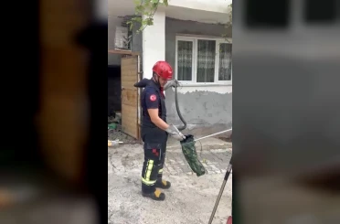 Osmaniye’de evin bahçesinde görülen yılan yakalandı 