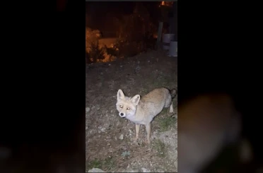 Osmaniye’de meraklı tilki, Osmaniye kömbesini geri çevirmedi 