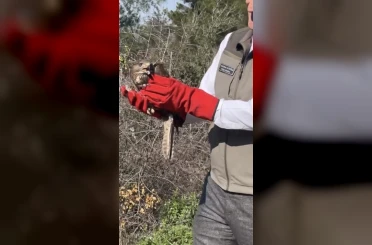 Osmaniye’de tedavileri tamamlanan şahinler, doğaya kanat çırptı 