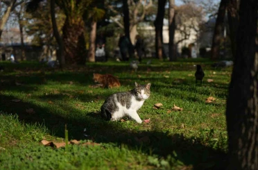 Osmanlı’dan miras "kedi sevgisi" İstanbul’da yaşatılıyor 