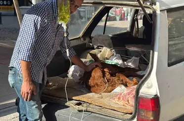 Otomobil bagajında minik "Kezban’ın" tedavisi yapıldı
