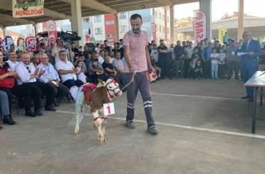Otuz buzağı arasından en güzeli seçildi 