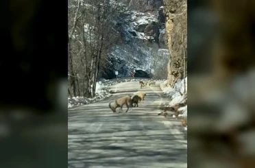 Ovacık yolunda dağ keçisi sürüsü yolu kapladı 