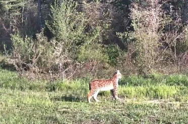 Ovacık’ta nadir tür vaşak fotokapana yansıdı 