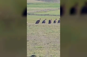 Özalp ilçesinde kızıl akbaba sürüsü görüldü 