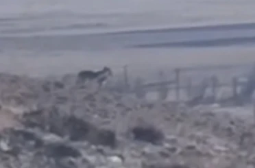 Özalp’te sürüye saldırmak için fırsat kollayan kurtlar görüntülendi 