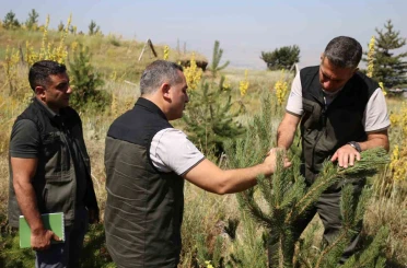 Palandöken ve Konaklı’daki ağaçlandırma sahaları incelendi 