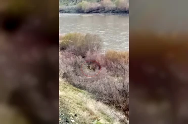 Palu’da balıkçının karşısına ayı ve yavrusu çıktı 