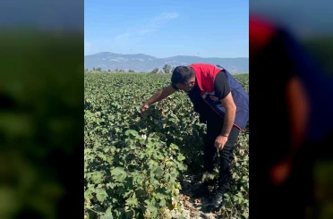 Pamukta zararlı yoğunluğuna rastlanmadı 