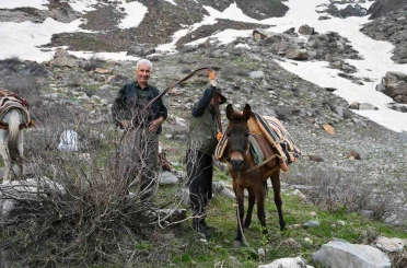 Pancar toplamak için dağ bayır demeden geziyorlar 