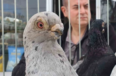 Parmak ucunda yürüyen endemik Tokur güvercinleri görücüye çıktı 