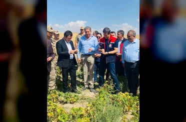 Patnos’ta fasulye hasadı başladı 