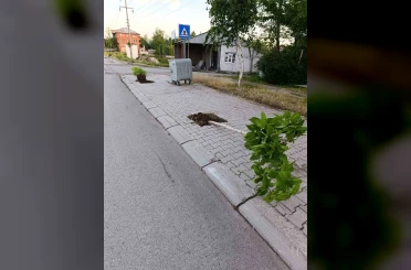 Patnos’ta yeni dikilen 15 ağaca zarar verildi 