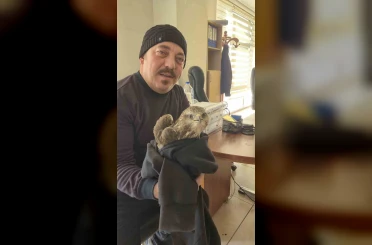 Payas’ta yaralı şahin bulundu 