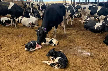 Pınarhisar’da üçüz buzağı sevinci
