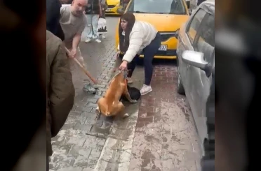 Pitbull saldırısı kameraya yansıdı: Köpek barınağa alındı 