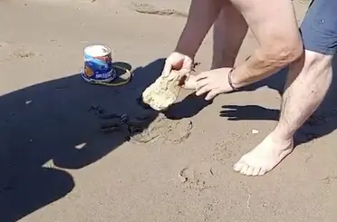 Plajda görülen yılan vatandaşlara panik yaşattı
