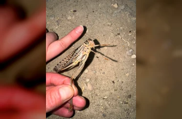 Polatlı’da dev etçil çekirgeler görüldü 