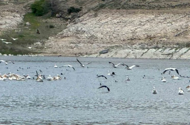 Porsuk Barajı’nda leylek ve ördekler görsel şölen oluşturdu 
