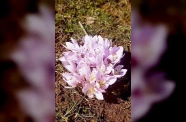 Pülümür Vadisi’nde çiğdemler yalancı bahara aldandı 