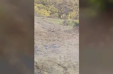 Pülümür’de vaşak görüntülendi 
