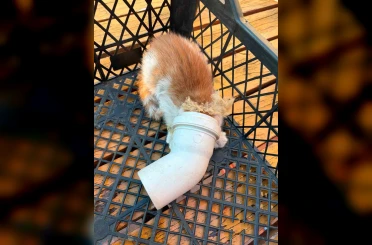 PVC borusuna sıkışan yavru kedi kurtarıldı 