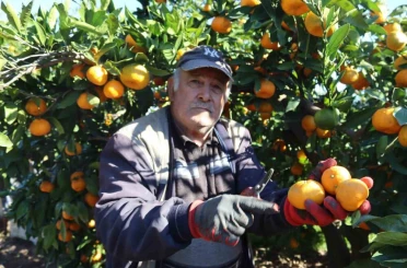 Rekolte arttı, Satsuma mandalinası pazarda yerini aldı 
