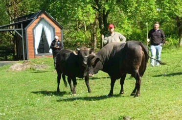 Rize’de boğalar arenaya hazırlanıyor 