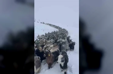 Rize’de kar nedeniyle Avusor Yaylası’nda mahsur kalan 500 küçükbaş hayvan kurtarıldı 