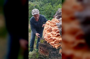 Rize’de ormanda gezintiye çıkan 3 arkadaş ağacın üzerinde kilolarca mantar buldu 