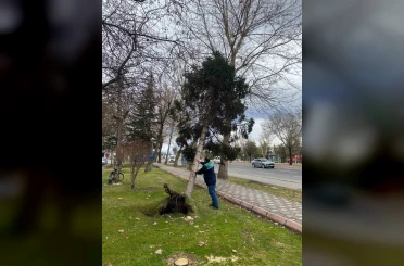 Rüzgardan devrilen ağaçlar temizleniyor 