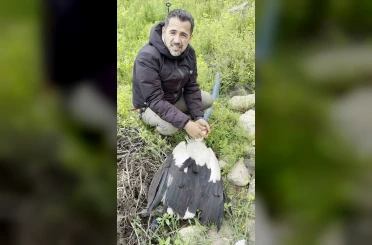 Saçmaların hedefi olan leyleğe kuş gözlemcisinden ilk yardım 