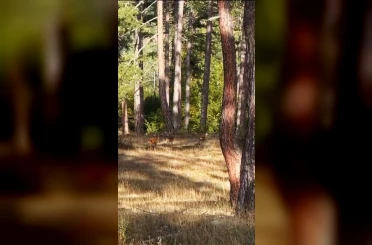 Safranbolu’da anne karaca ve yavruları görüntülendi 