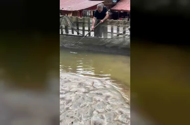 Sağanak yağışın vurduğu alabalık tesisinde çok sayıda balık telef oldu 