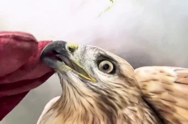Sağlığına kavuşan kızıl şahin yeniden doğal yaşam alanına bırakıldı 
