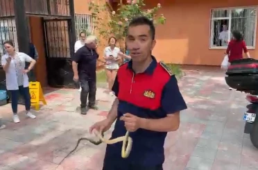 Sağlık ocağında yılan paniği 