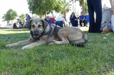 Sahipsiz köpekler Harran Üniversitesini mesken tuttu 