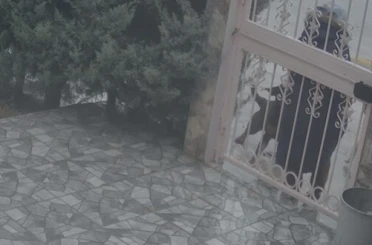 Sahipsiz köpeklerin saldırısına uğrayan kadını kurtaran Nurten Güven: "Biz olmasaydık kadının mücadelesi zor olacaktı" 