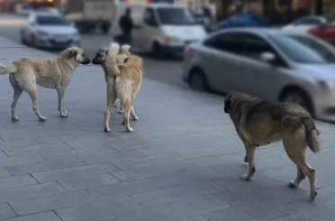 Sahipsiz köpeklerin tamamı yıl sonuna kadar barınaklara alınacak 