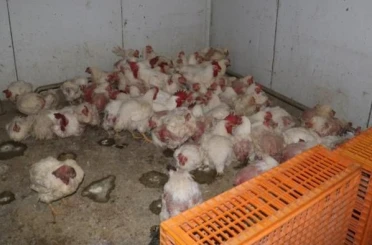 Sakarya’da tavuk çiftliğine biyogüvenlik kısıtlaması 