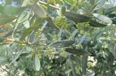 Salihli’de halkalı leke uyarısı 